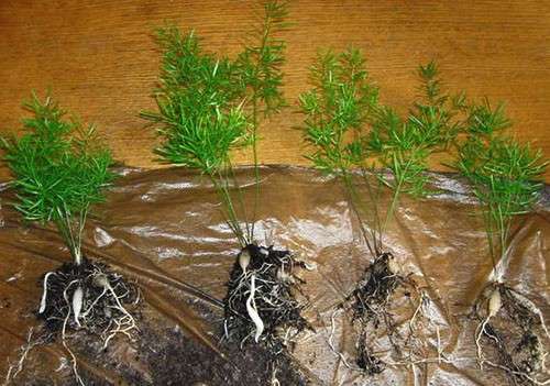Asparagus: propagation by cuttings