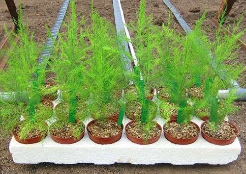 Asparagus: reproduction from a twig - planting care