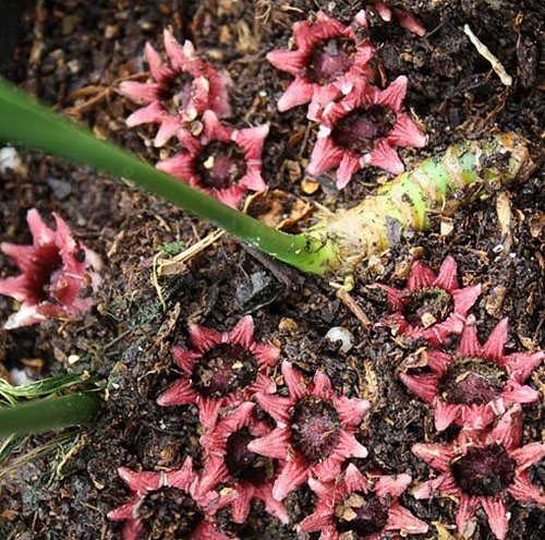 Aspidistra oblanceifolia étoiles de Nagoya