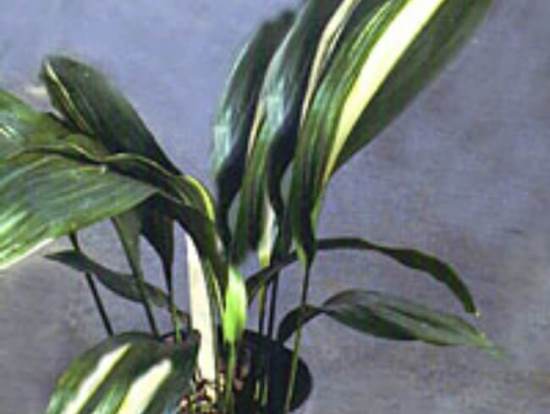 Aspidistra variegata