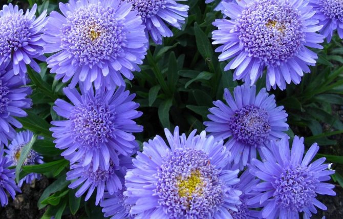 Aster gnome growing from seed when to plant