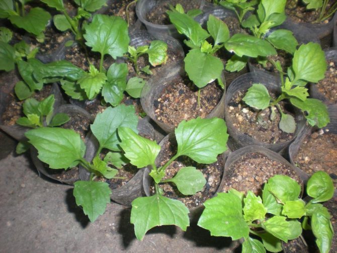 pompon aster care crește din semințe când se plantează
