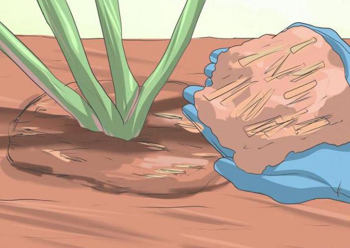 plantarea și îngrijirea acoperirii solului aster heather