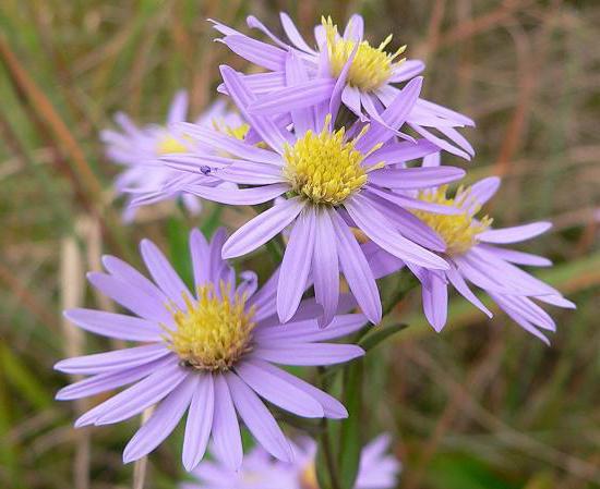 aster heather planting and care