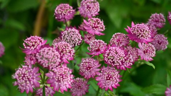 Astrantia large outdoor herbaceous plants