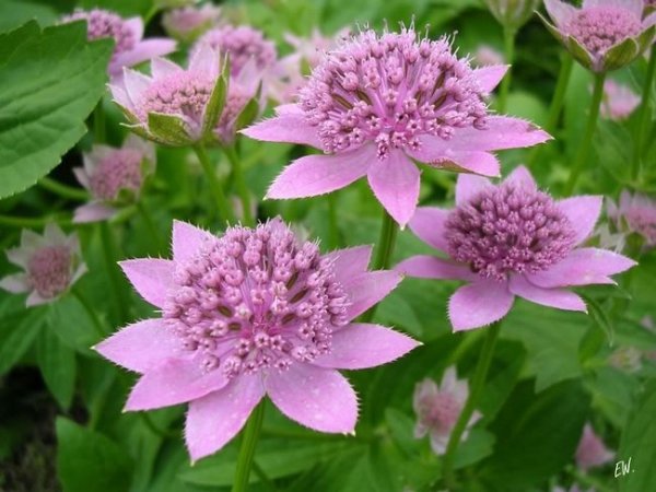 Astrantia large outdoor herbaceous plants