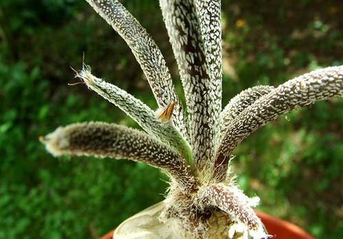 Kepala ubur-ubur Astrophytum