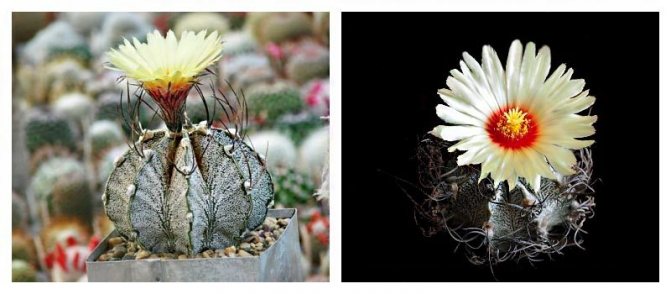 Astrophytum - mexický pohledný: oblíbené druhy kaktusů