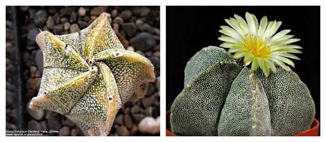 Astrophytum - kacak Mexico: jenis kaktus yang popular