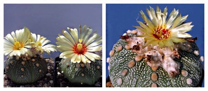 Astrophytum - Frumos mexican: tipuri populare de cactus