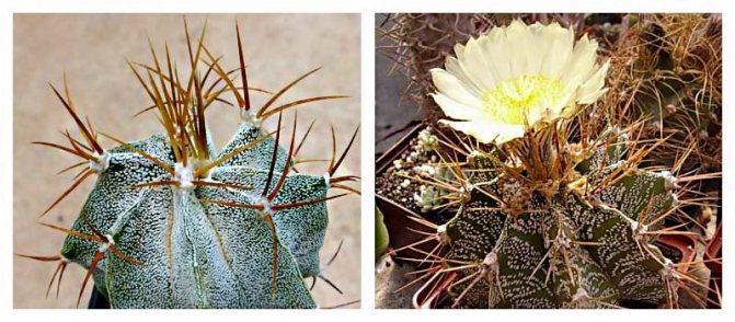 Astrophytum - kacak Mexico: jenis kaktus yang popular