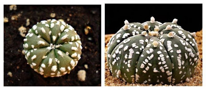 Astrophytum - mexický pohledný: oblíbené druhy kaktusů