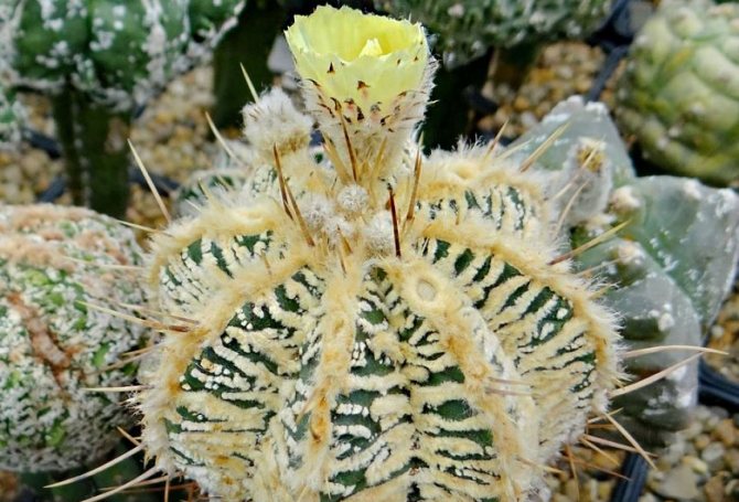 Astrophytum - gwapo sa Mexico: tanyag na uri ng cactus