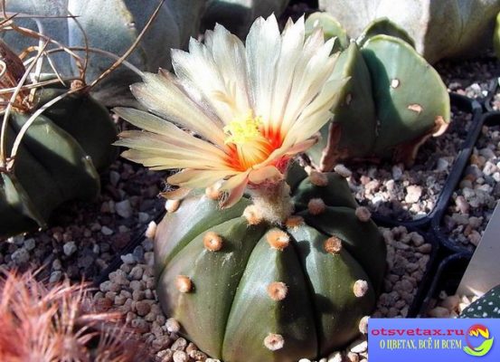 Astrophytum_asterias kaktus astrophytum stellate