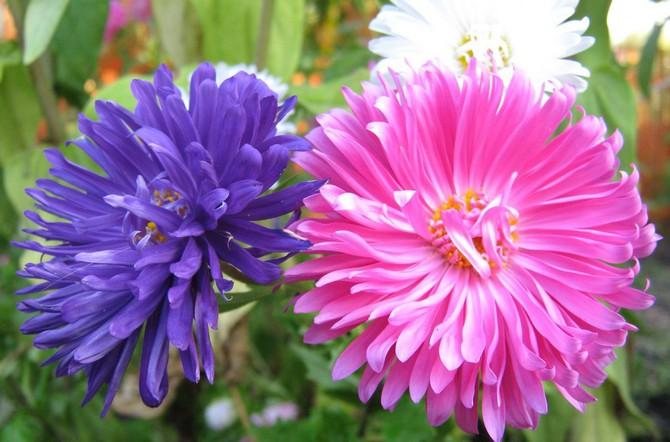 asters planting and care