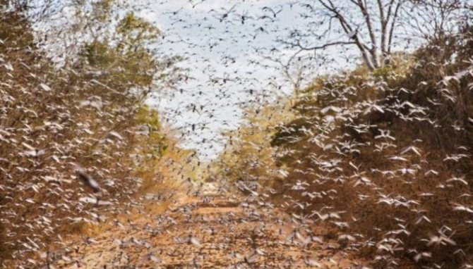 Atac de lăcuste