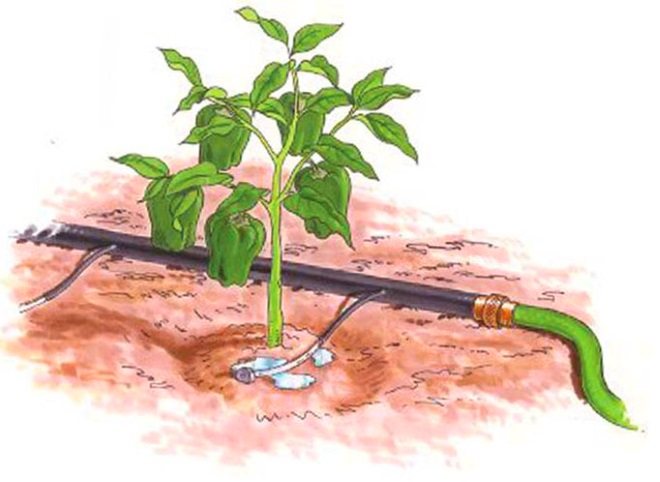 نظام ري آلي للصوب الزراعية