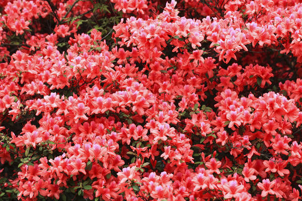 Azalka nebo rododendron