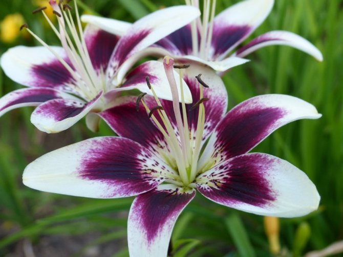 Asian hybrids of lilies