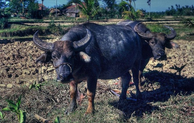 Asiatic buffalo