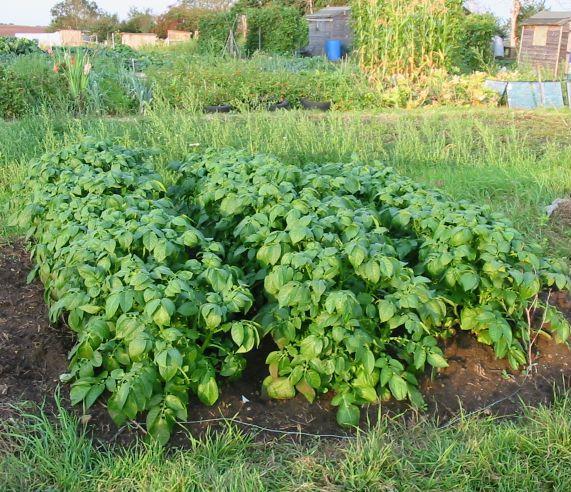 Nitrogen fertilizers contribute to the thickening of the tops, which is undesirable for tubers.