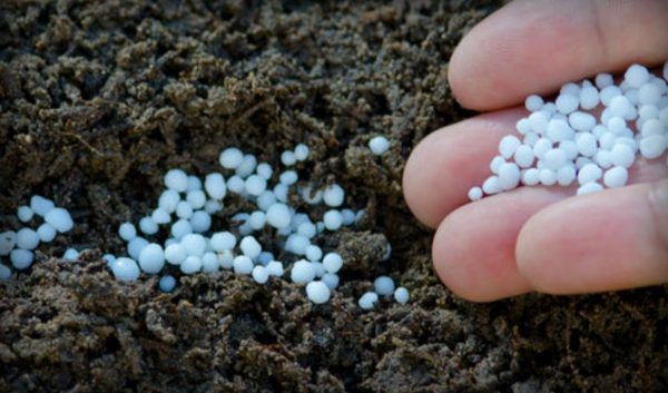 Ang mga nitrogen fertilizers ay nagdaragdag ng pagiging produktibo ng mga ubas