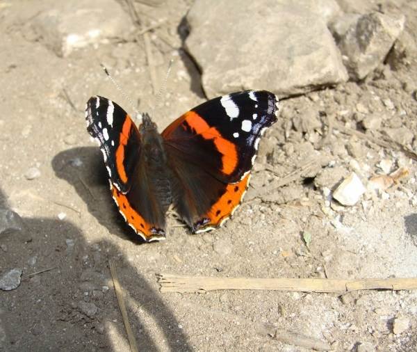 Schmetterling-Admiral-Beschreibung-Merkmale-Arten-und-Lebensraum-Schmetterlinge-Admiral-9