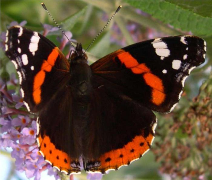 butterfly admiral