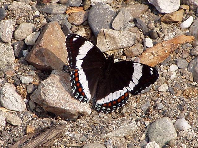 butterfly white Admiral