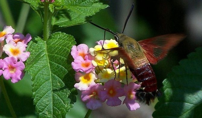 колибри пеперуда