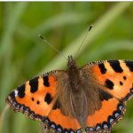 butterfly urticaria