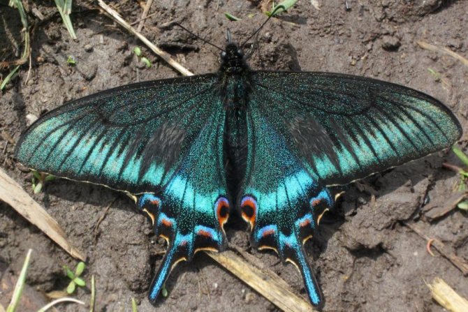 Swallowtail fjäril: dag eller natt?