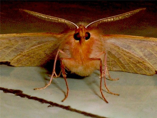 Parehong moth