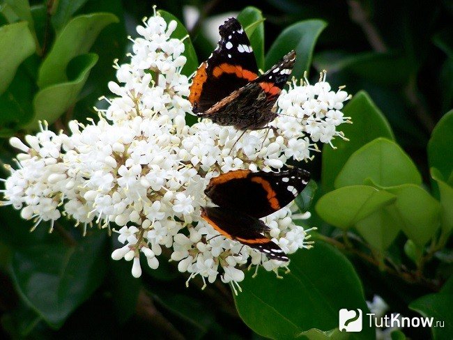Пеперуда на цвете абелия