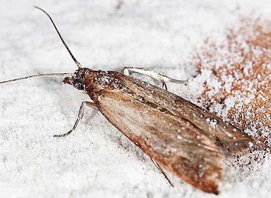 butterfly food moth