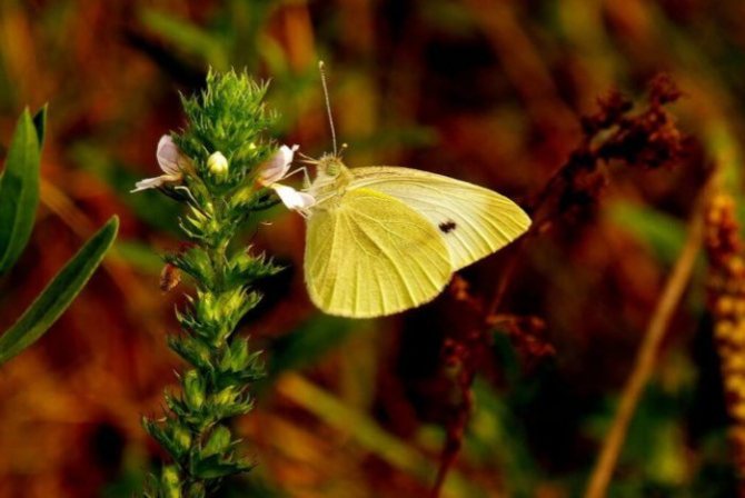 Papillon Repnitsa
