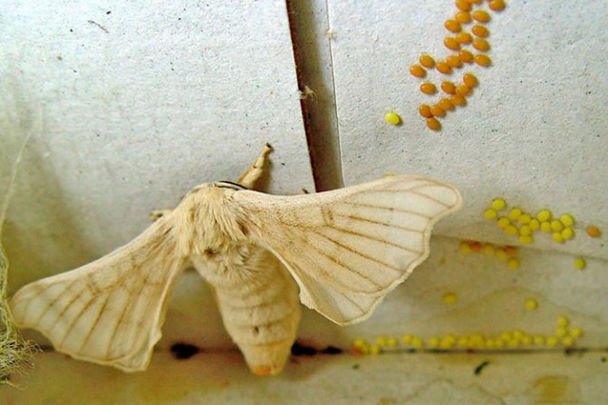 Пеперудата от копринена буба снася яйца