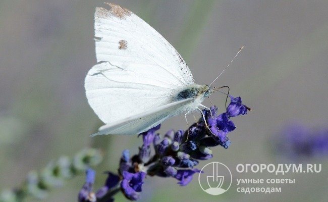 White butterflies, unlike their larvae, feed only on nectar and pollen from flowers