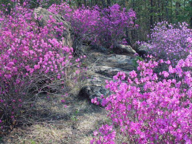Transbaikalian wild rosemary