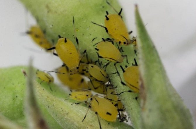 Melon aphids on watermelons