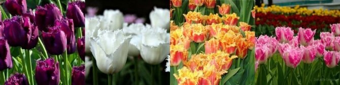 Fringed tulips