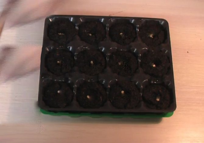 Eggplant in peat tablets