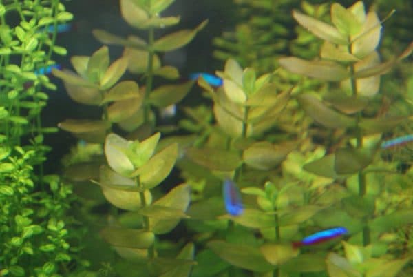 Bacopa carolina in the aquarium
