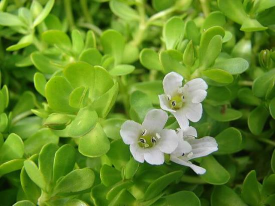 Bacopa Monier or small-leaved