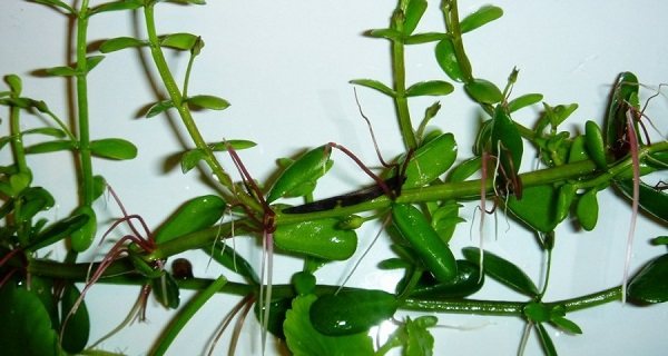 Bacopa planting and care photos