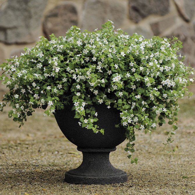 Bacopa in a flowerpot