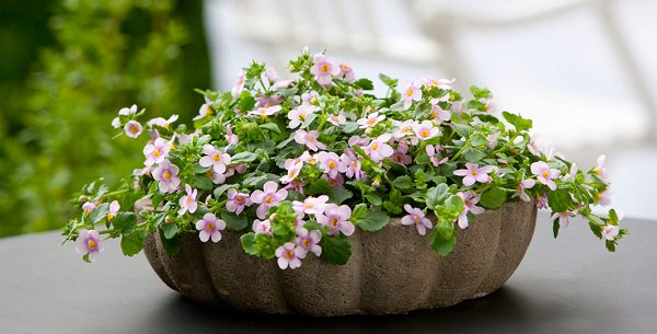 bacopa growing from seeds photo