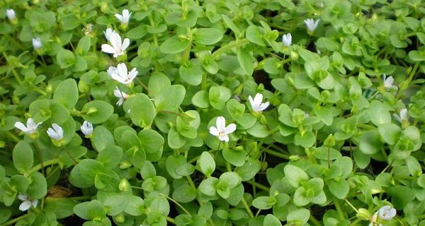 Bacopa growing from seeds at home