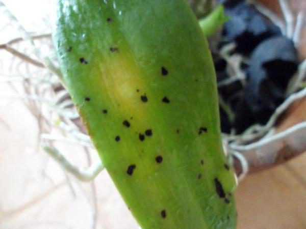 Bacterial rot on the leaves of the Wanda orchid
