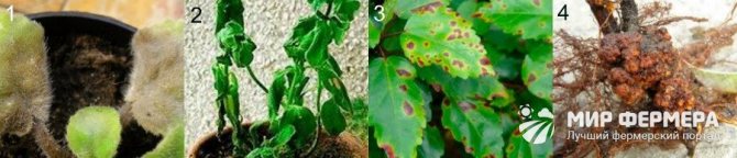 Bacterial diseases of indoor plants